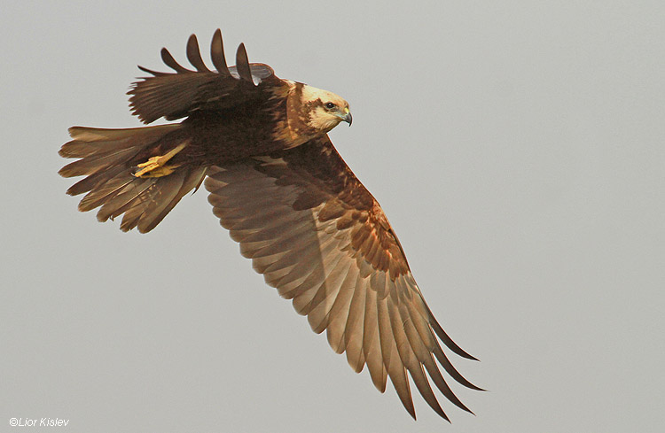  Marsh Harrier  Circus aeruginosus    ,Beit Shean valley, Israel ,December 2010 Lior Kislev                           